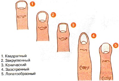 Форма пальцев